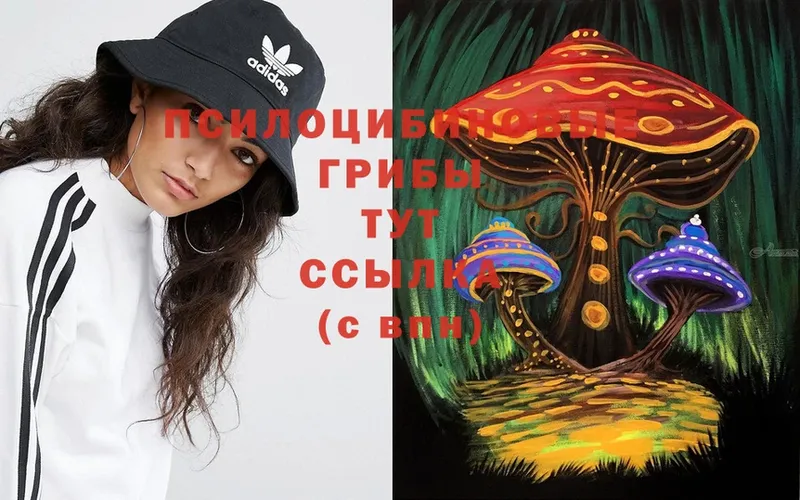 Галлюциногенные грибы Psilocybe  Почеп 